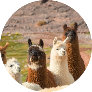 Alpacas In Field